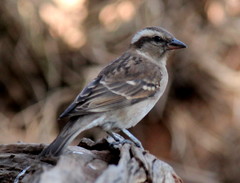 Gymnoris superciliaris