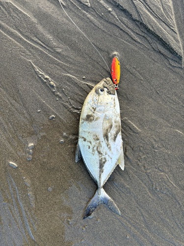 Bigeye trevally