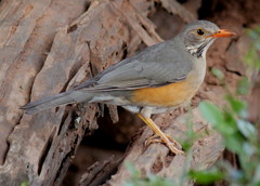 Turdus libonyana peripheris