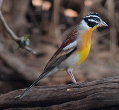 Emberiza flaviventris flaviventris