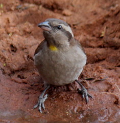 Gymnoris superciliaris