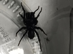 Sphodros niger