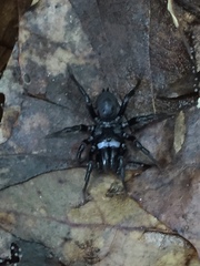 Sphodros niger