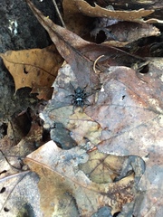 Sphodros niger