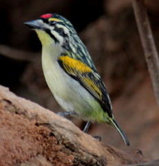 Pogoniulus pusillus