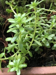 Sedum × luteoviride