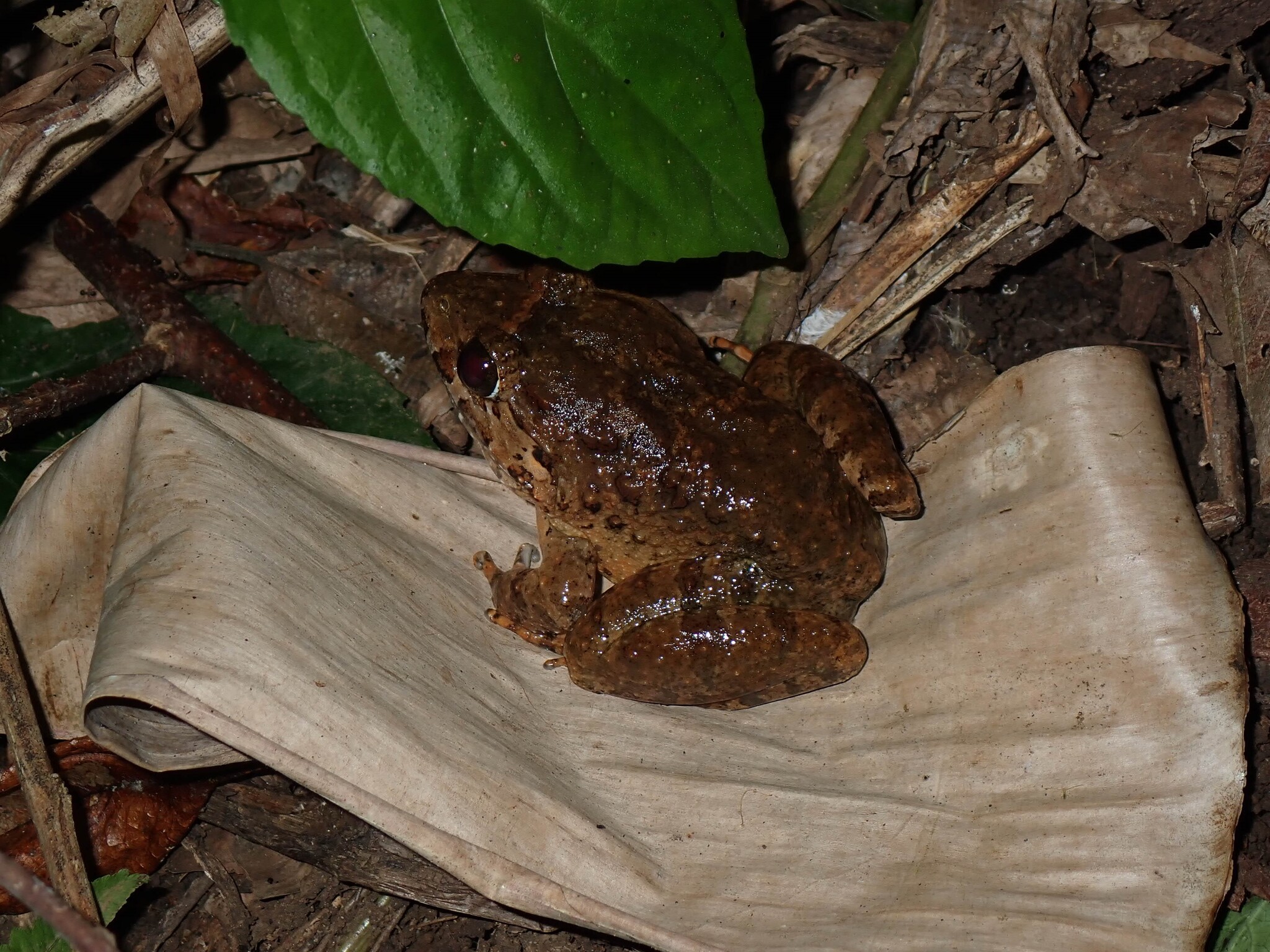 Limnonectes phylax