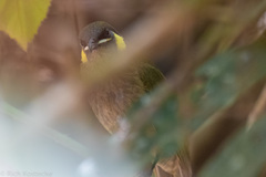 Meliphaga notata