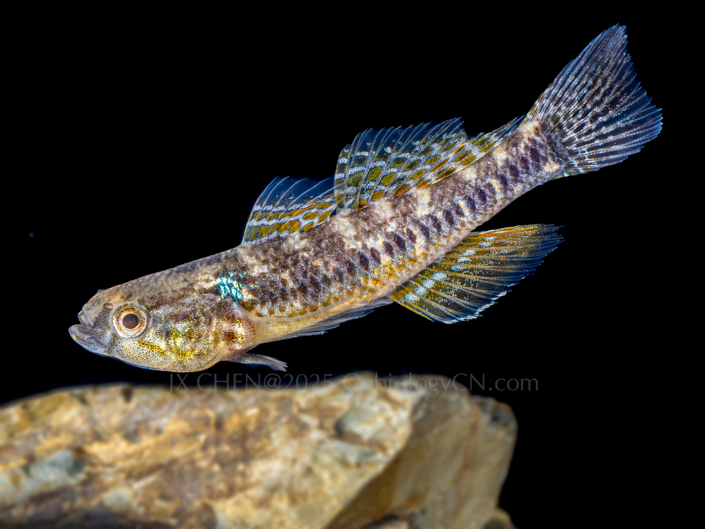 Sleeper goby (Dormitator lebretonis) — Eleotridae