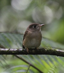 Muscicapa muttui