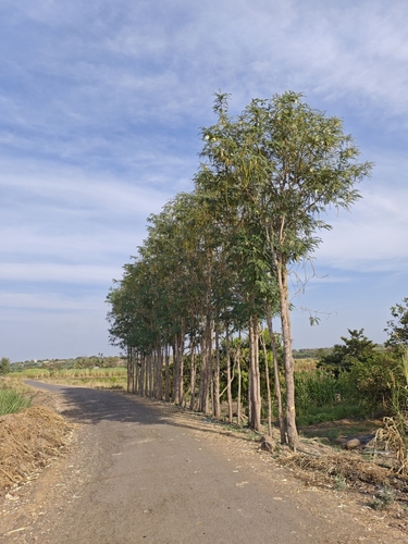 Sesbania grandiflora