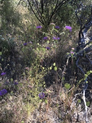 Monardella breweri lanceolata