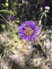 Monardella breweri lanceolata