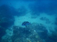 Plectorhinchus playfairi