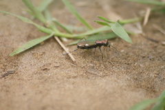 Cylindera germanica