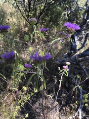 Monardella breweri lanceolata