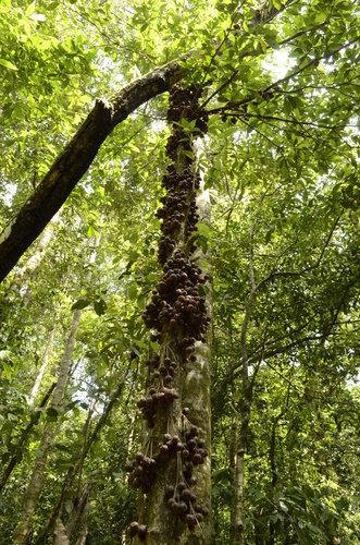 Image of Baccaurea courtallensis by (c) P Jeganathan, some rights reserved (CC BY)