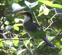 Ocyceros gingalensis