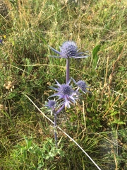 Eryngium bourgatii