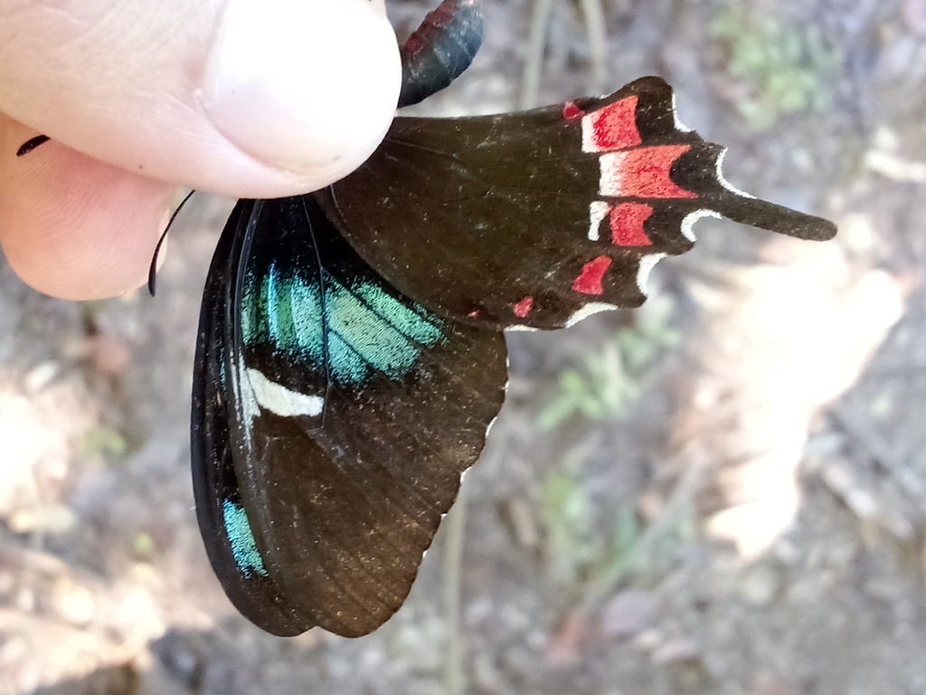 Cuban Cattleheart