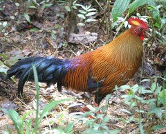 Gallus lafayettii