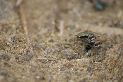 Cylindera germanica