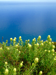 Castilleja grisea