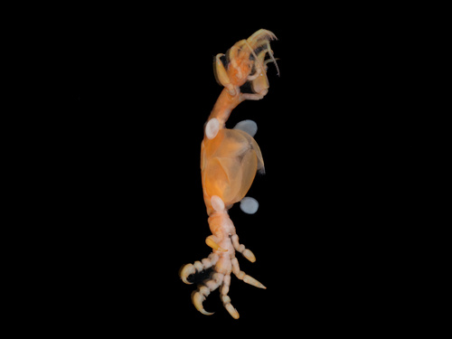 Caprella penantis observed 2025-03-02