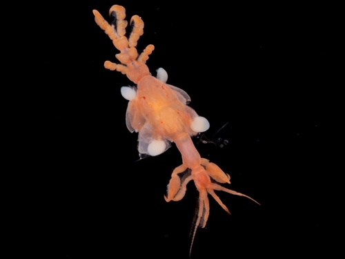 Caprella penantis observed 2025-03-02