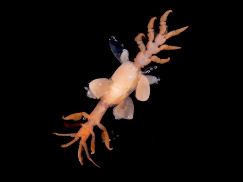 Caprella penantis observed 2025-03-02