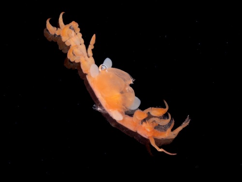 Caprella penantis observed 2025-03-02