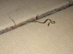 Hypsiglena chlorophaea