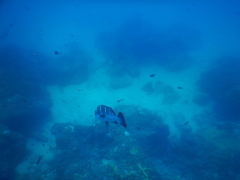 Plectorhinchus playfairi
