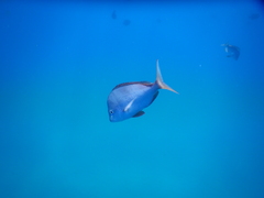 Chrysoblephus puniceus