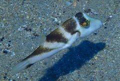 Canthigaster coronata