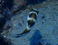 Canthigaster coronata
