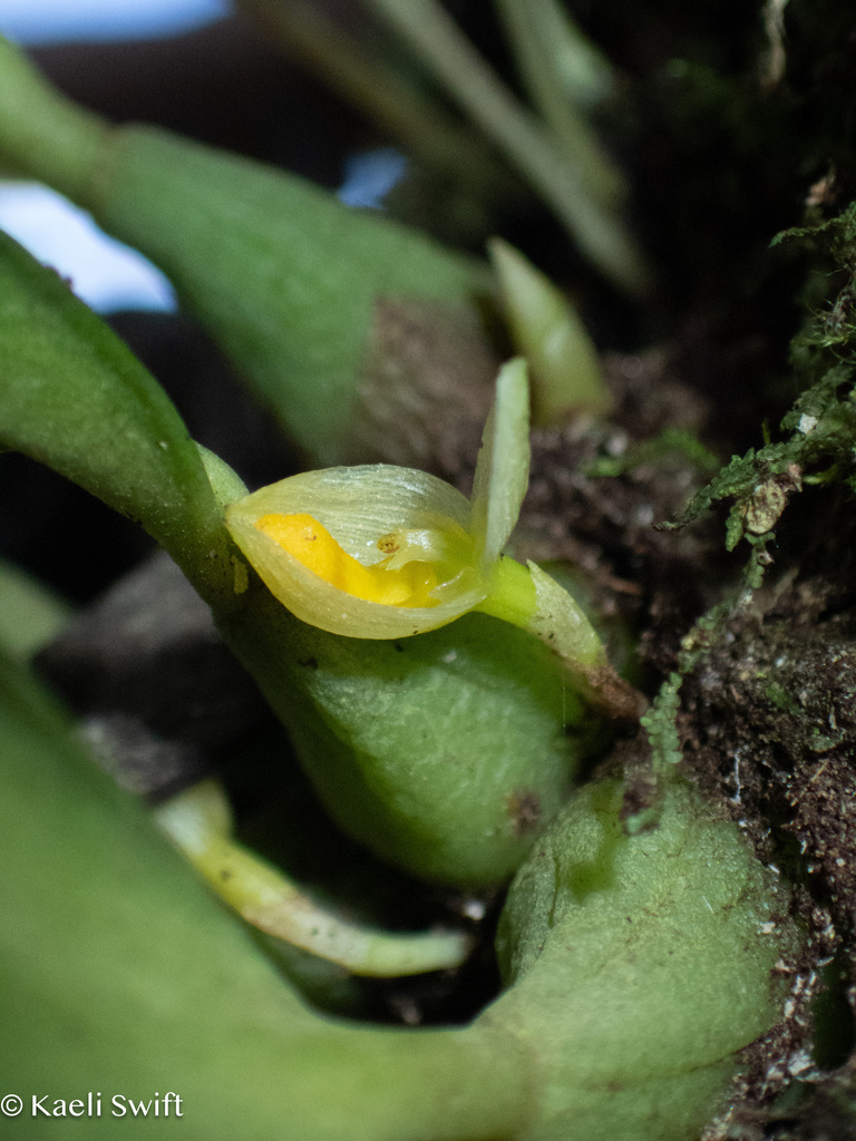 Bulbophyllum raulersoniae