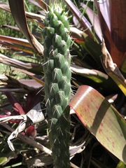 Austrocylindropuntia