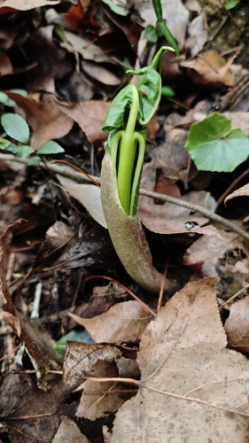 Amur Jack-in-the-pulpit