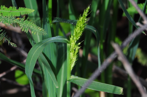 Foto de Capim-arroz