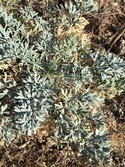 Seseli gummiferum