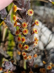 Struthiola tomentosa