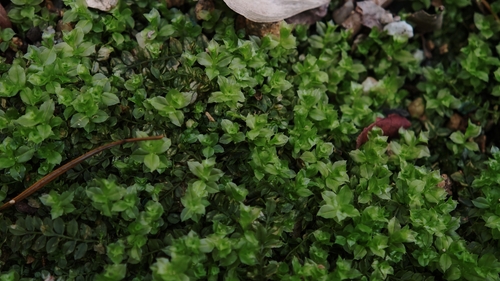 Plagiomnium acutum observed 2025-03-14