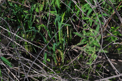 Foto de Capim-arroz