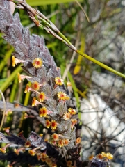 Struthiola tomentosa