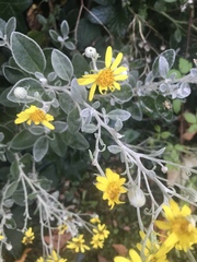 Brachyglottis × jubar