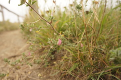 Ononis spinosa procurrens