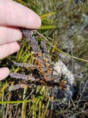Struthiola tomentosa