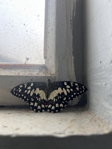 Lime Swallowtail