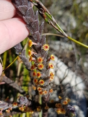Struthiola tomentosa